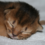 kitten
